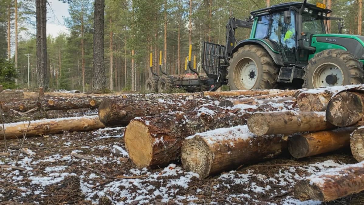 Traktori metsätöissä.