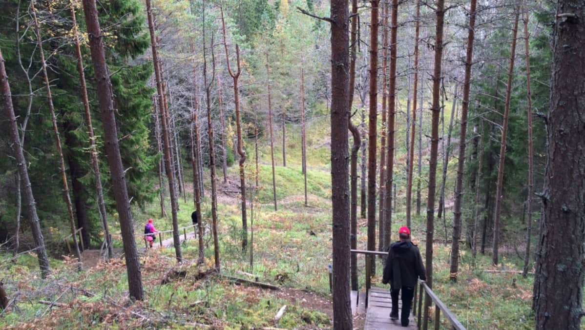 Portaita ja patikoijia luontoreitillä metsässä