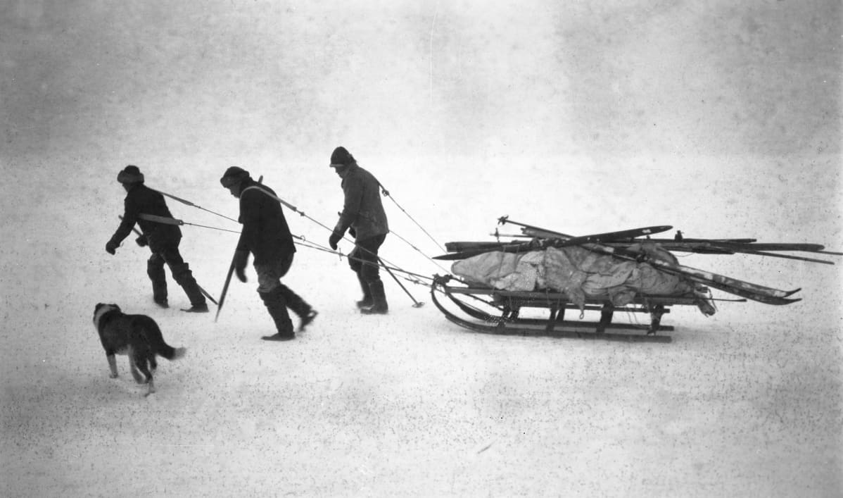 Hylkeenpyytäjät koirineen etenevät jäällä, kuva vuodelta 1924.