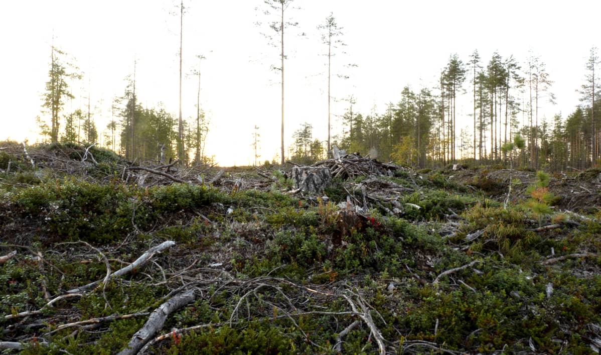 Avohakkuualue Kainuun Hyrynsalmella.