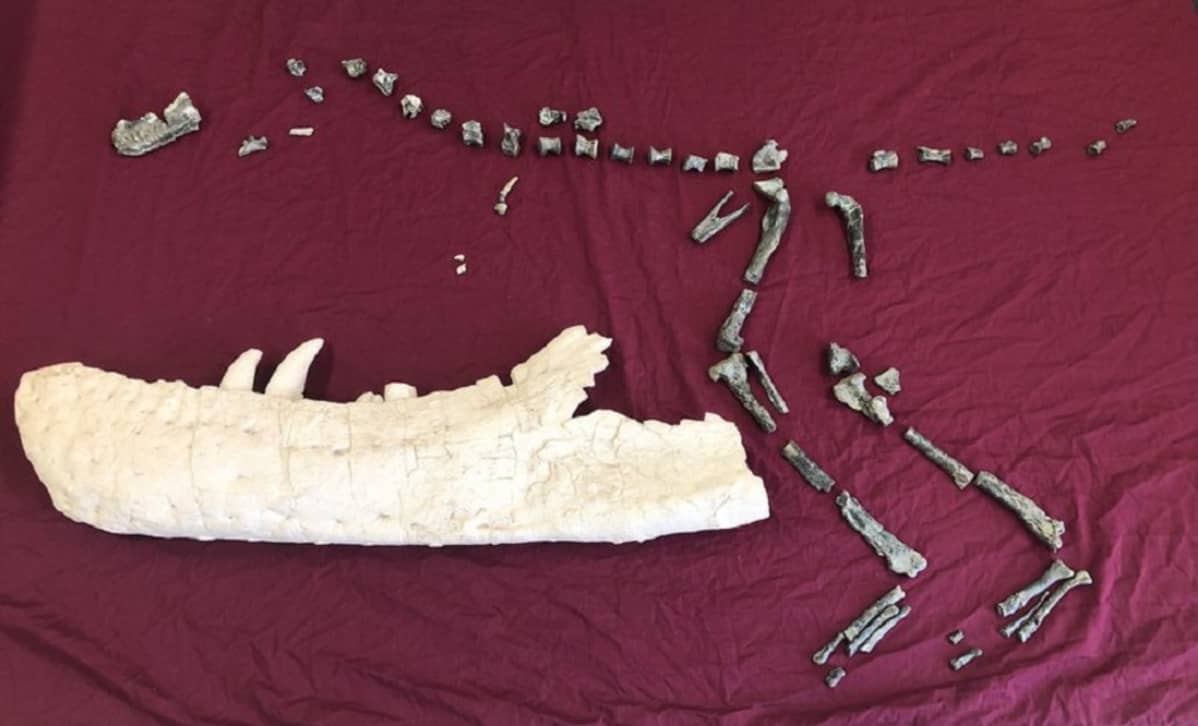 Pienen dinosauruksen osittainen luuranko ja leukaluu, joka ulottuu sen päästä hännäntyveen