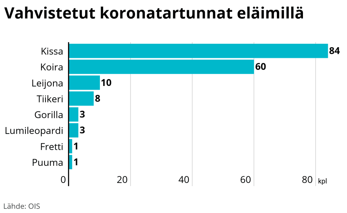 Vahvistetut koronatartunna eläimillä. Kissat kärjessä.
