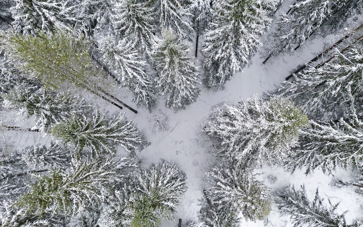 metsää ilmakuvassa