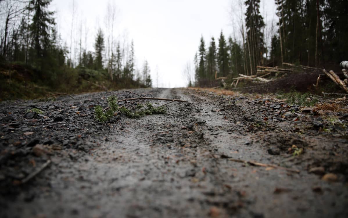 Märkä metsätie