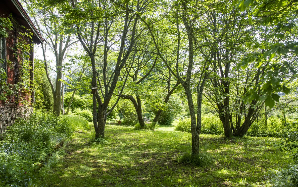 Kirsikkapuita Arboretum Mustilassa.