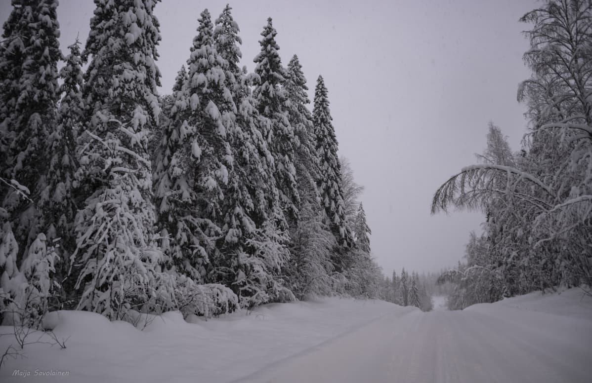 Luminen metsä