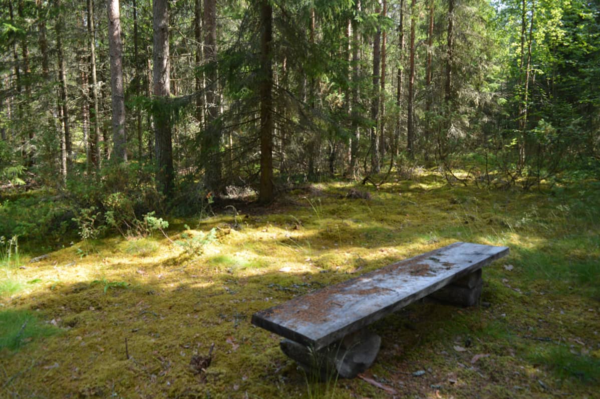 Shamaaniympyrä syvällä metsän siimeksessä.