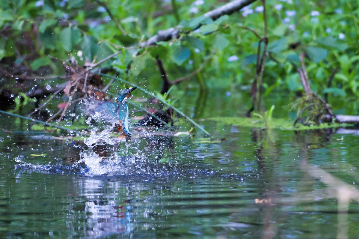Kuningaskalastaja.