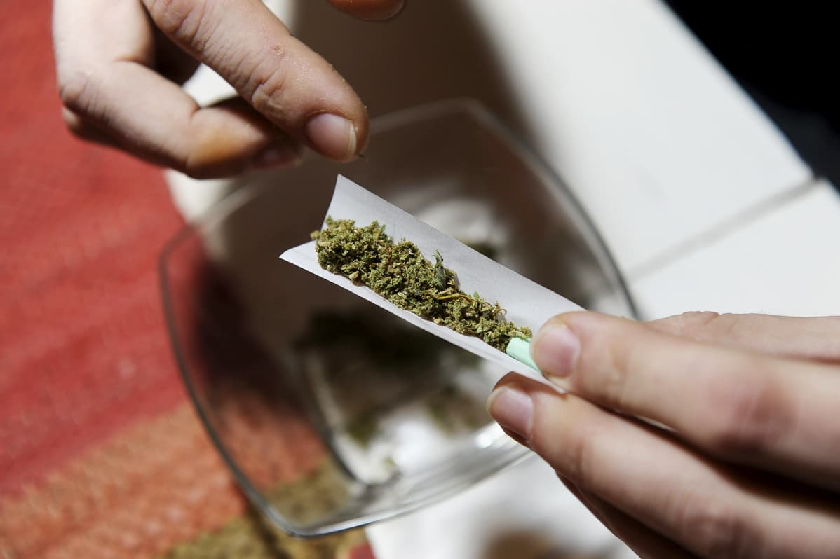 Kannabissätkän käärimistä.