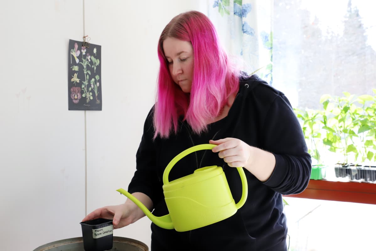 Hillevi Joutjärvi istuttaa meloninsiemeniä.