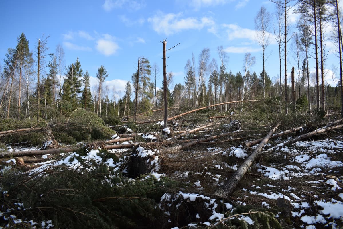 Metsää nurin, Ahvenanmaa