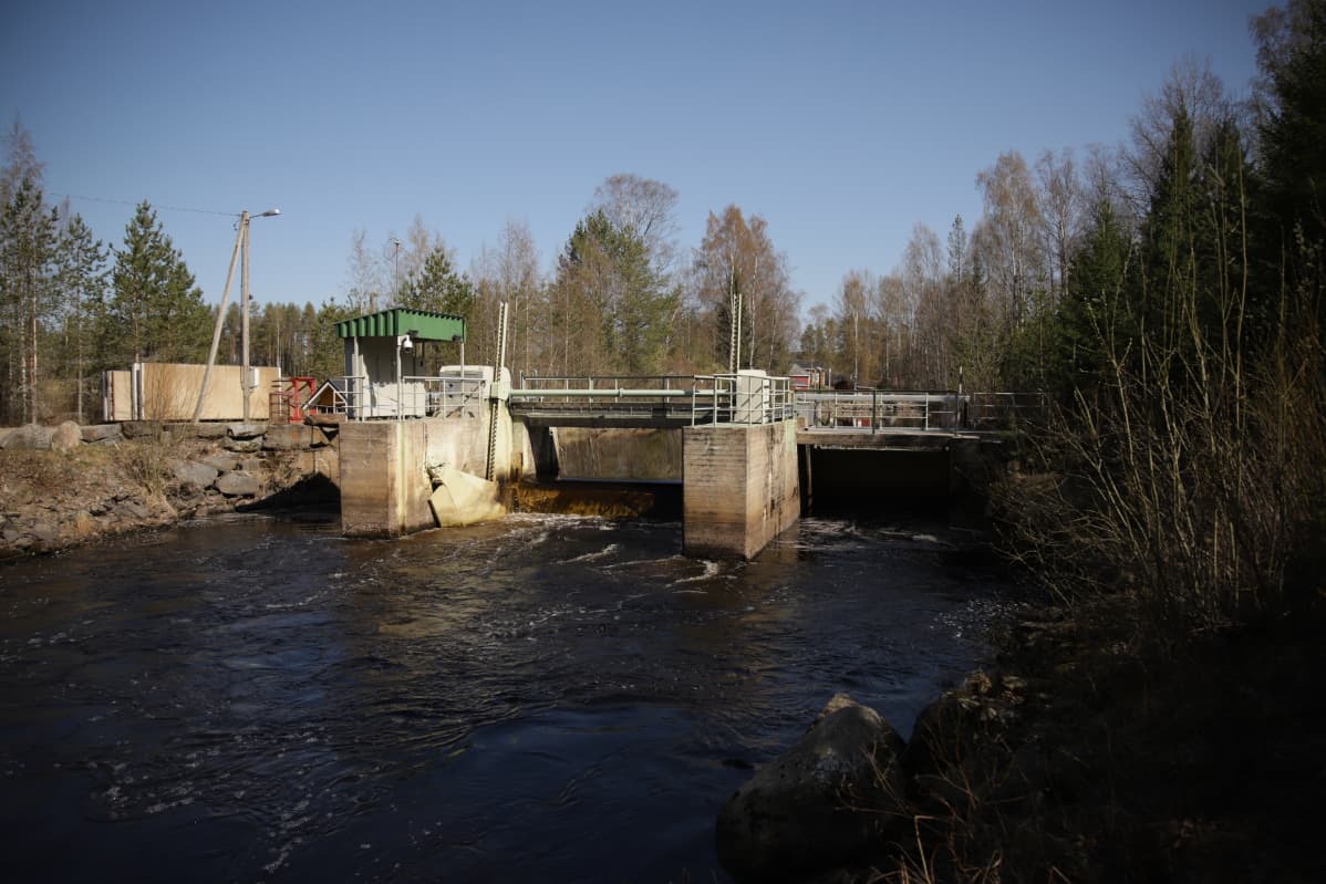 Pato Evijärvellä