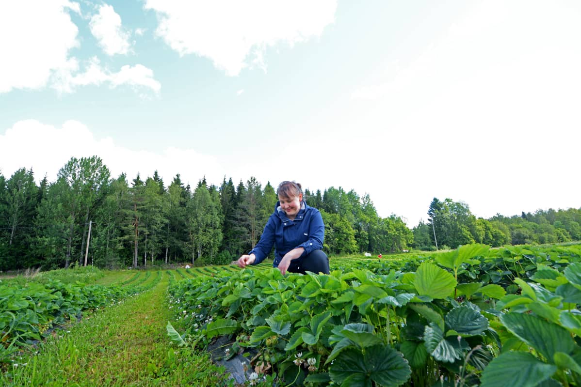 Noora Räsänen mansikkapellon keskellä.