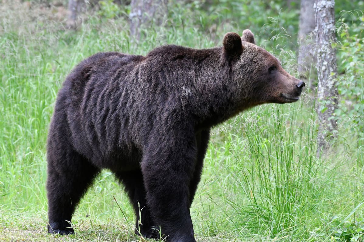 Karhu metsässä.