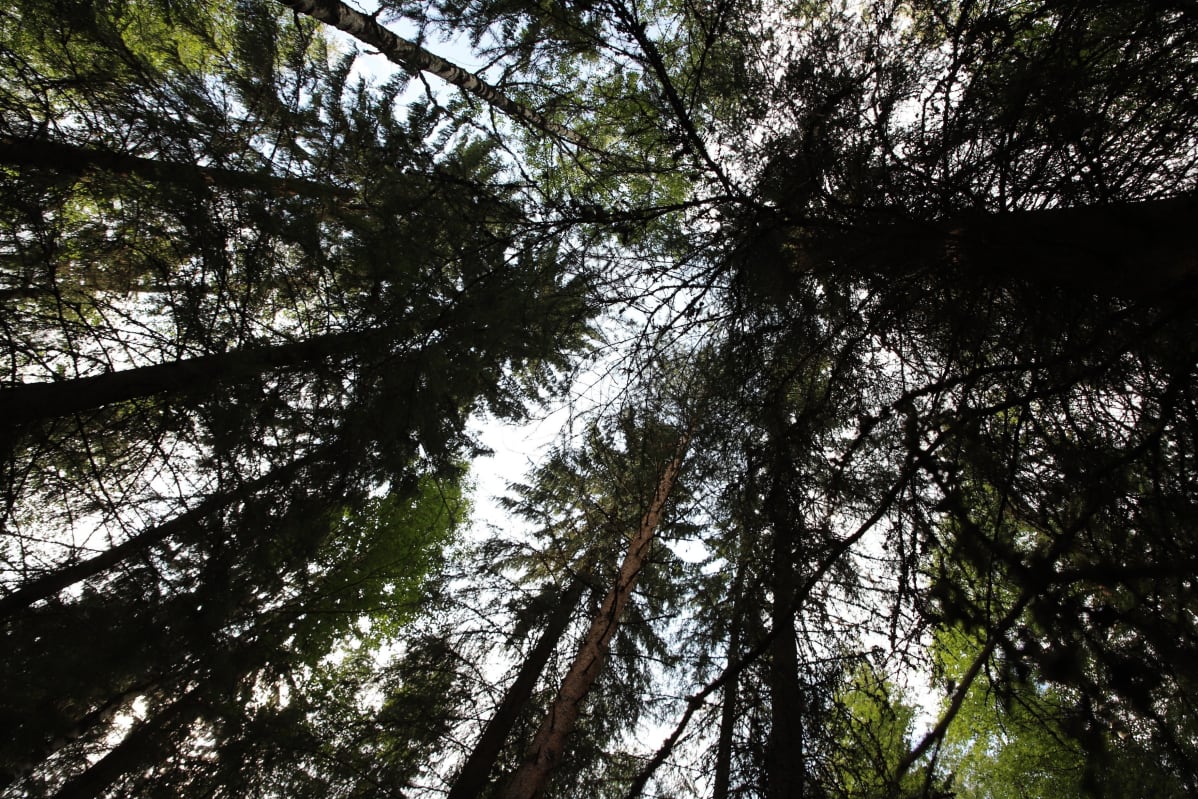 Renkolaista metsää