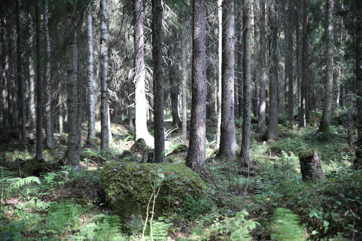 Renkolaista metsää