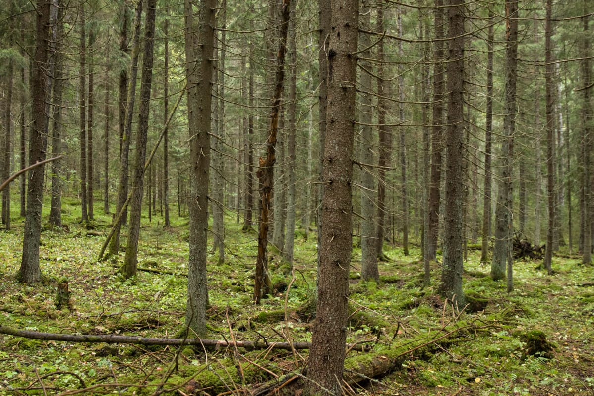 Metsään uppoamisen menetelmässä voi päästä rentoutuneeseen, mutta tiedostavaan olotilaan