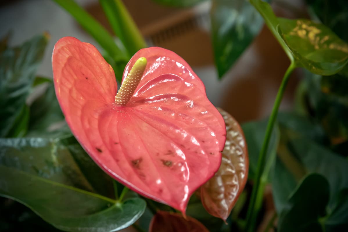 Flamingonkukka on suosittu kyläilylahja.
