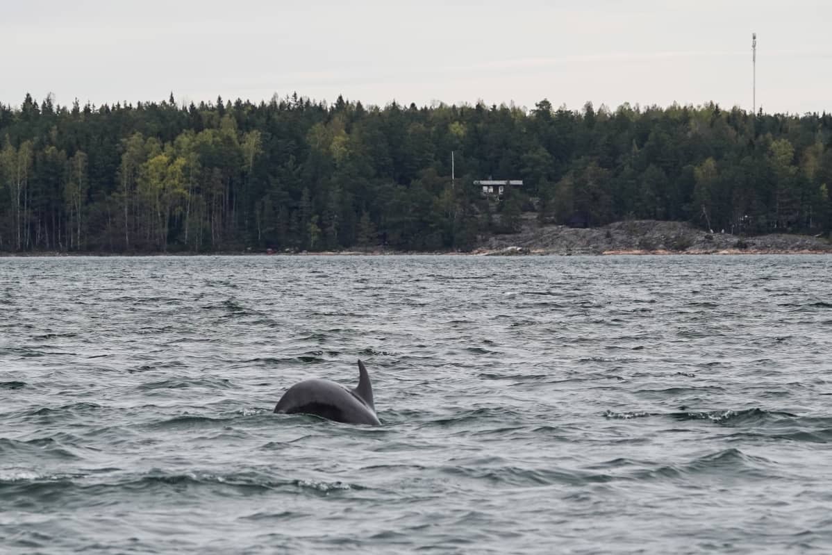 Taalintehtaan pullokuonodelfiini