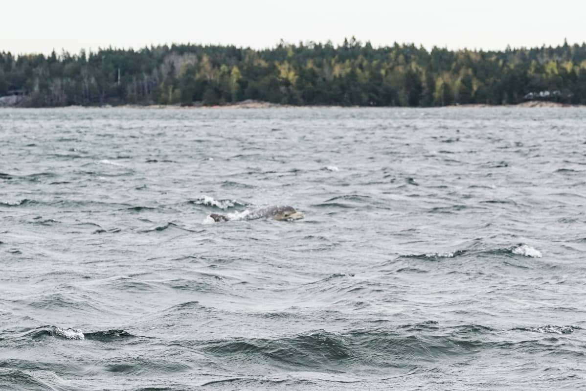 Taalintehtaan pullokuonodelfiini