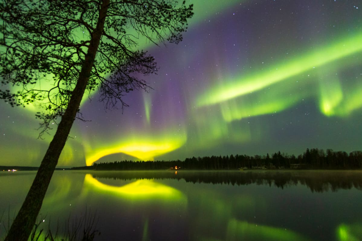 Suomen ihastuttavin puu -finalisti, Rovaniemen puu.
