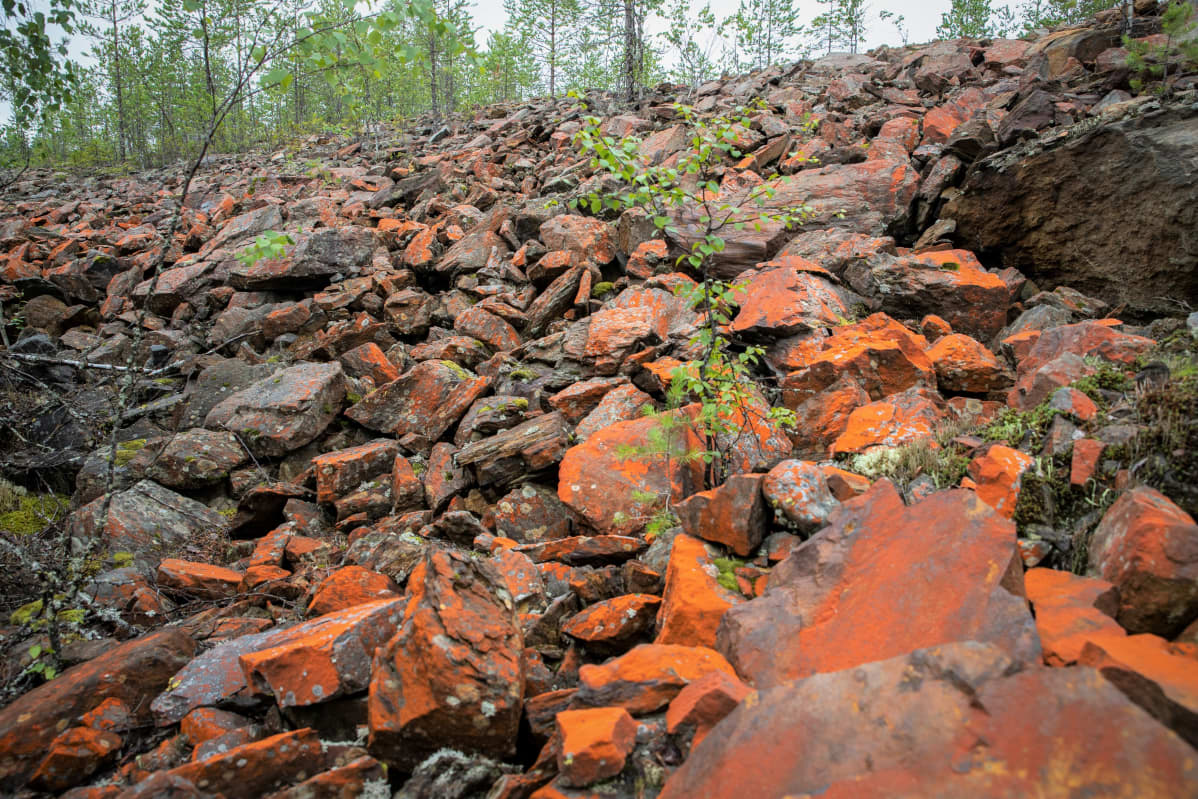Kangasjärven kaivosaluetta Keski-Suomessa