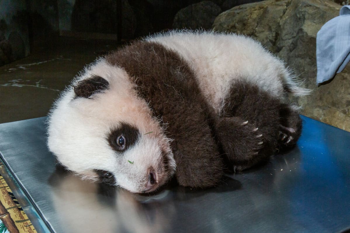 pandanpentu