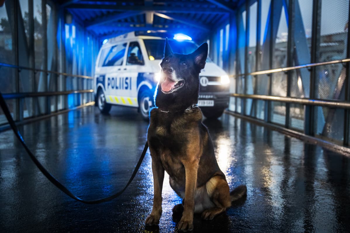 Vuoden 2020 poliisikoira Vinha.