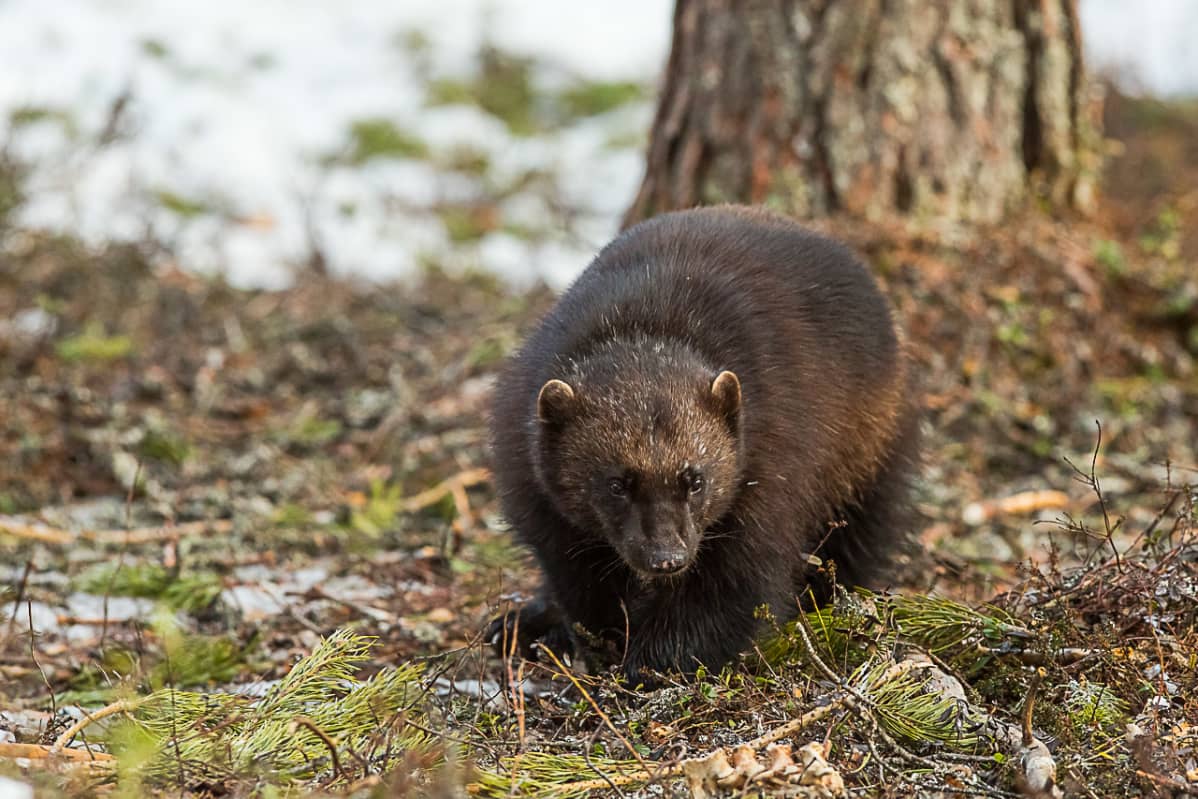 Täysi kuuma suku puoli