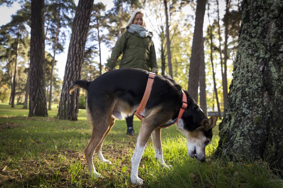 Inka ikonen kavelee Ukko koiransa kanssa