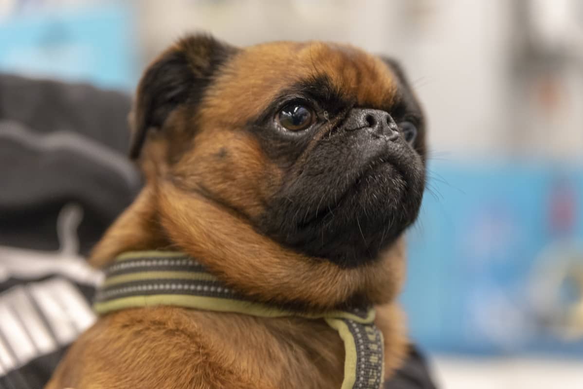 Griffoneihin kuuluva petit brabancon nimeltään Aimo