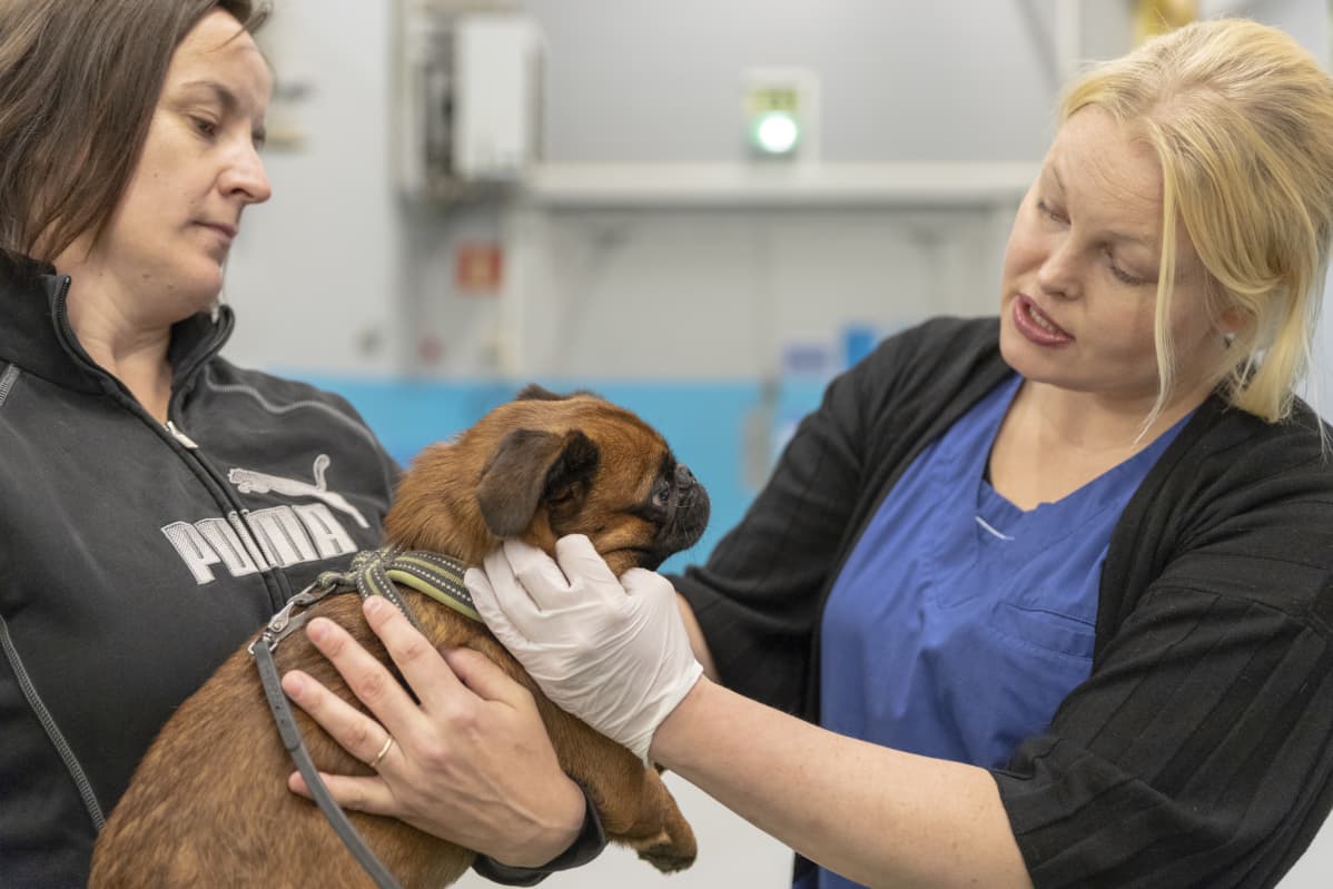 Eläinlääkäri Suvi Heinola tutkii Mirka Remosen sylissä olevaa petit brabancon Aimoa.