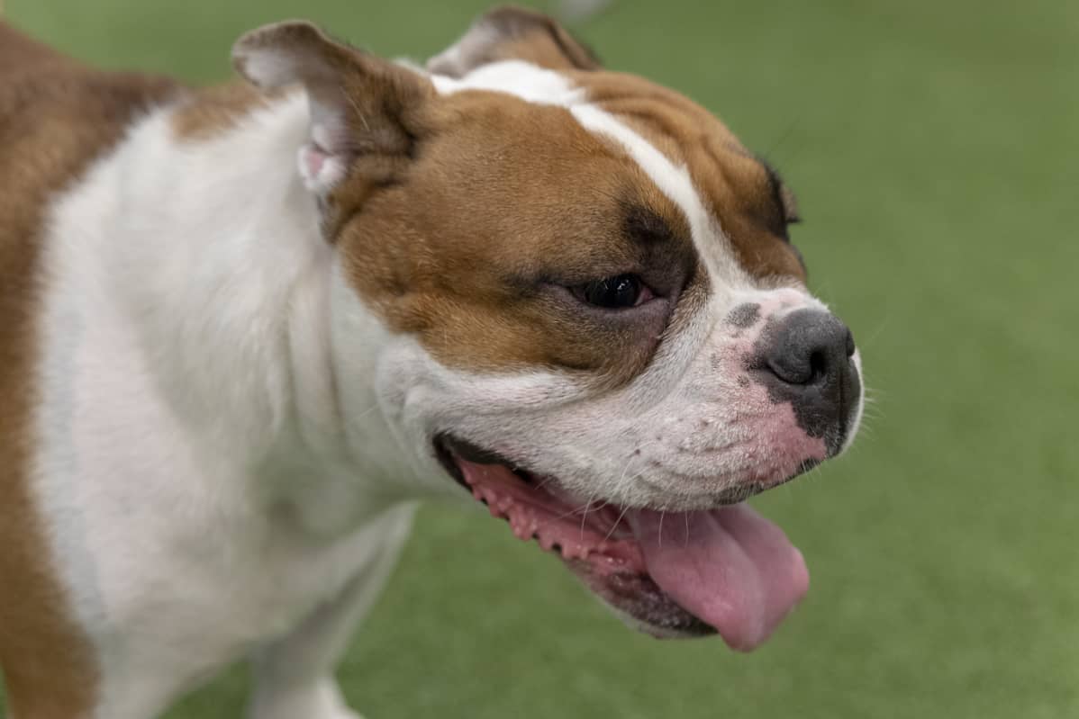 englanninbulldoggi Hertta on lyhytkuonoinen, mutta se ei kärsi hengitysvaikeuksista.