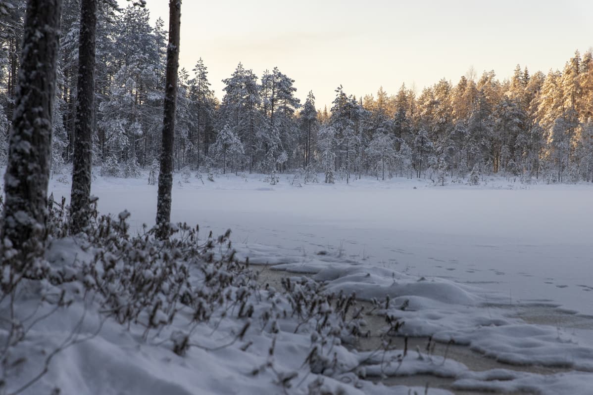 Jään ja lumen peittämä pieni suolampi pakkaspäivänä.