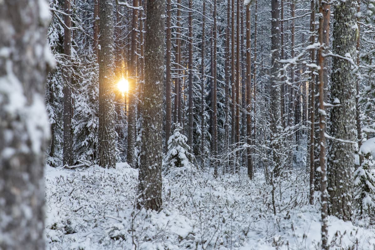 Laskeva aurinko pilkistää kuuraisten männynrunkojen välistä
