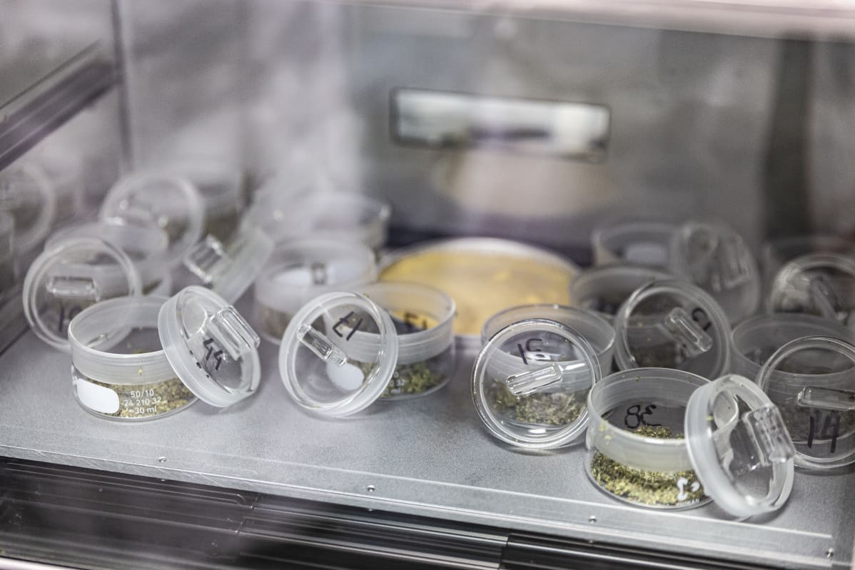 Lääkekannabista koelaboratorion purkeissa