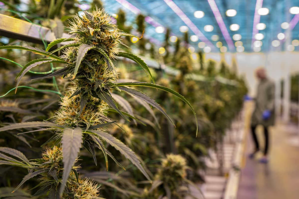 Kannabiskukkia Aurora Nordicilla Tanskassa