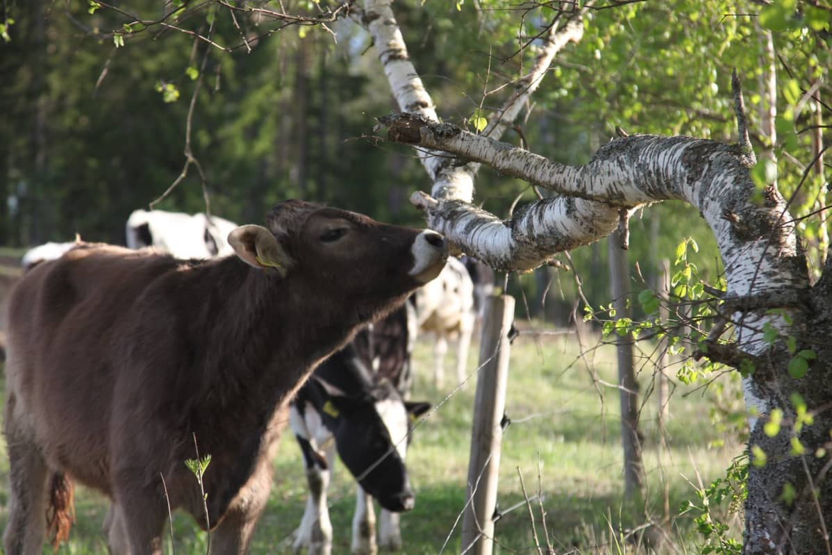 Kuvassa on hieho kiteeläisellä maatilalla.