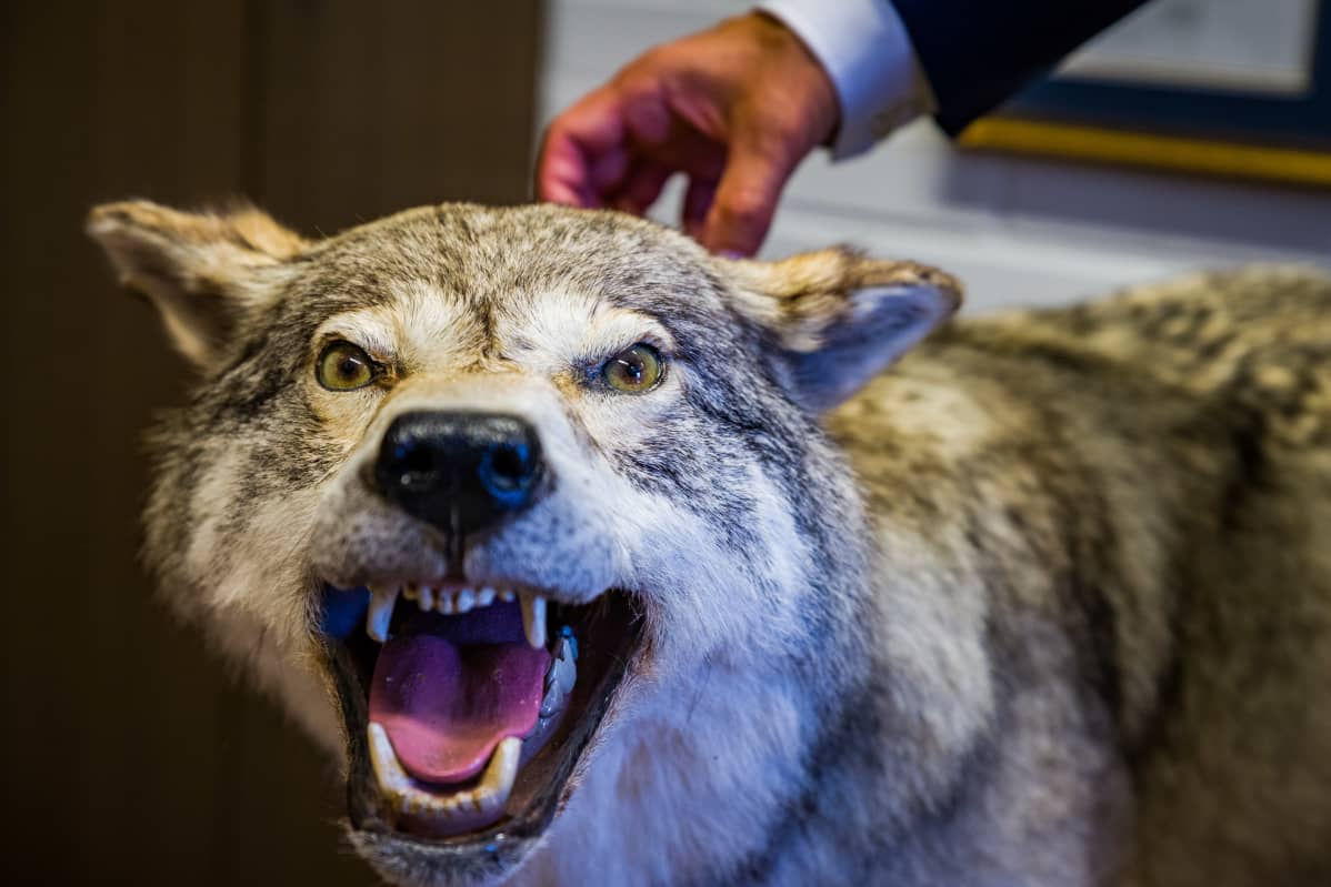 Täytetty susi rehtori Jari Anderssonin työhuoneessa