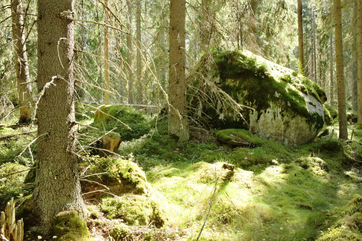 Tiitiäisen metsä