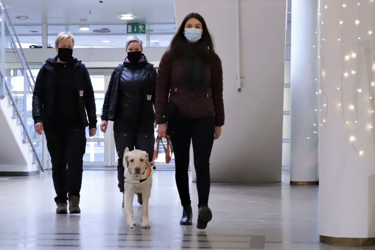 Labradorinnoutaja Sulka opiskelee opaskoiraksi Seinäjoella. Kasvatuksesta vastaa Opaskoirapalvelu Nouhau Ilmajoelta