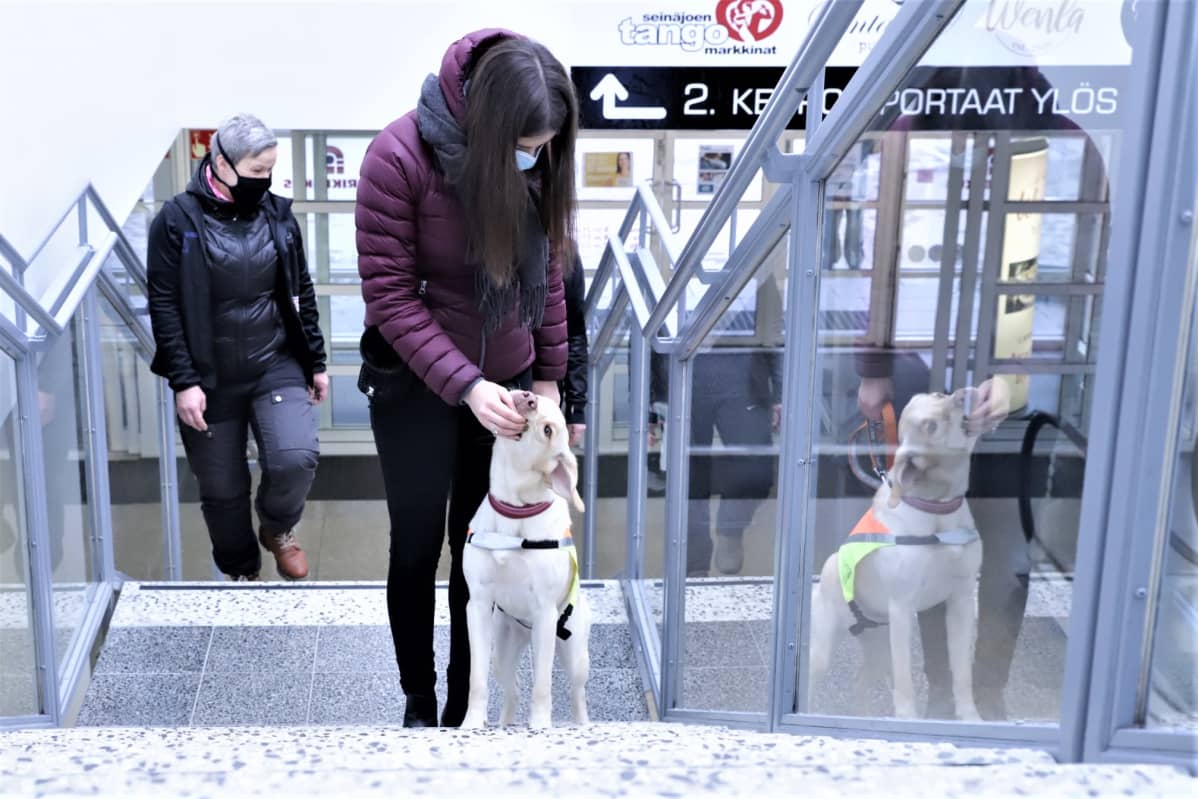 Opaskoiraksi kasvavan Sulka-labradorinnoutajan koulutukseen kuuluu muun muassa julkisissa tiloissa liikkumista. Tässä ollaan Torikeskuksessa Seinäjoella.