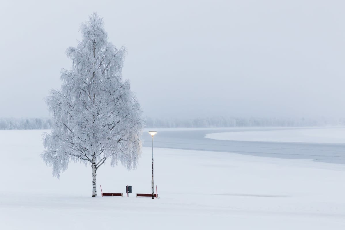 Huurteinen koivu ja penkki, taustalla keskeltä sula Kemijoki.