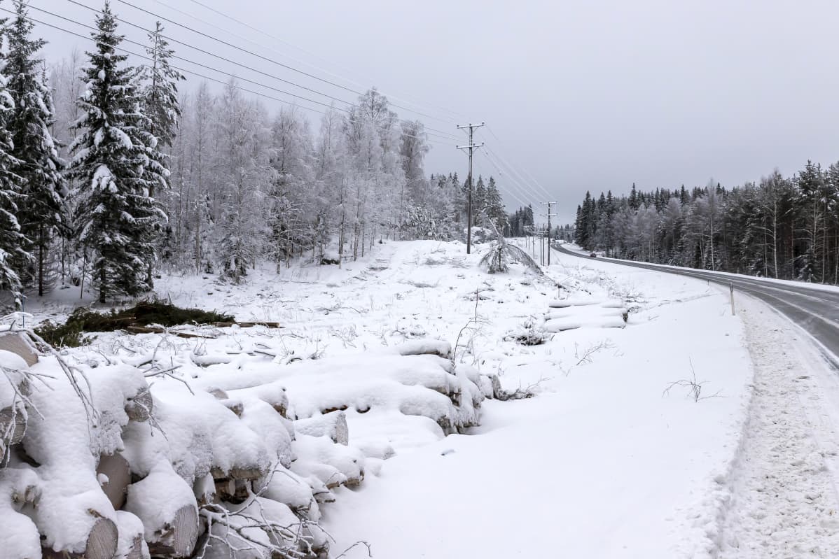 Tukkipino ja äskettäin raivattua tienvartta.