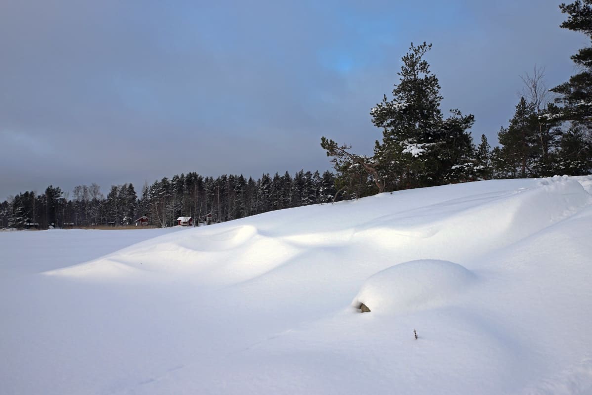 Saimaannorpan pesintään sopiva runsasluminen luoto Saimaalla.