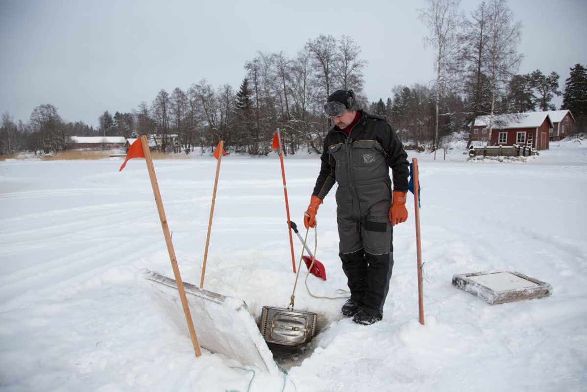 Petri Seppälä nostaa mateita sumpusta.