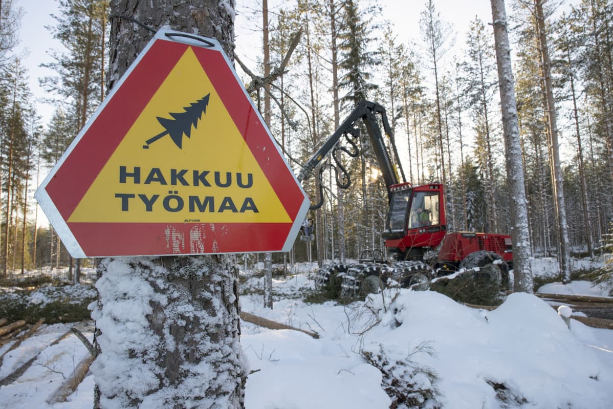 Hakkuukone kulkee lumisessä metsässä
