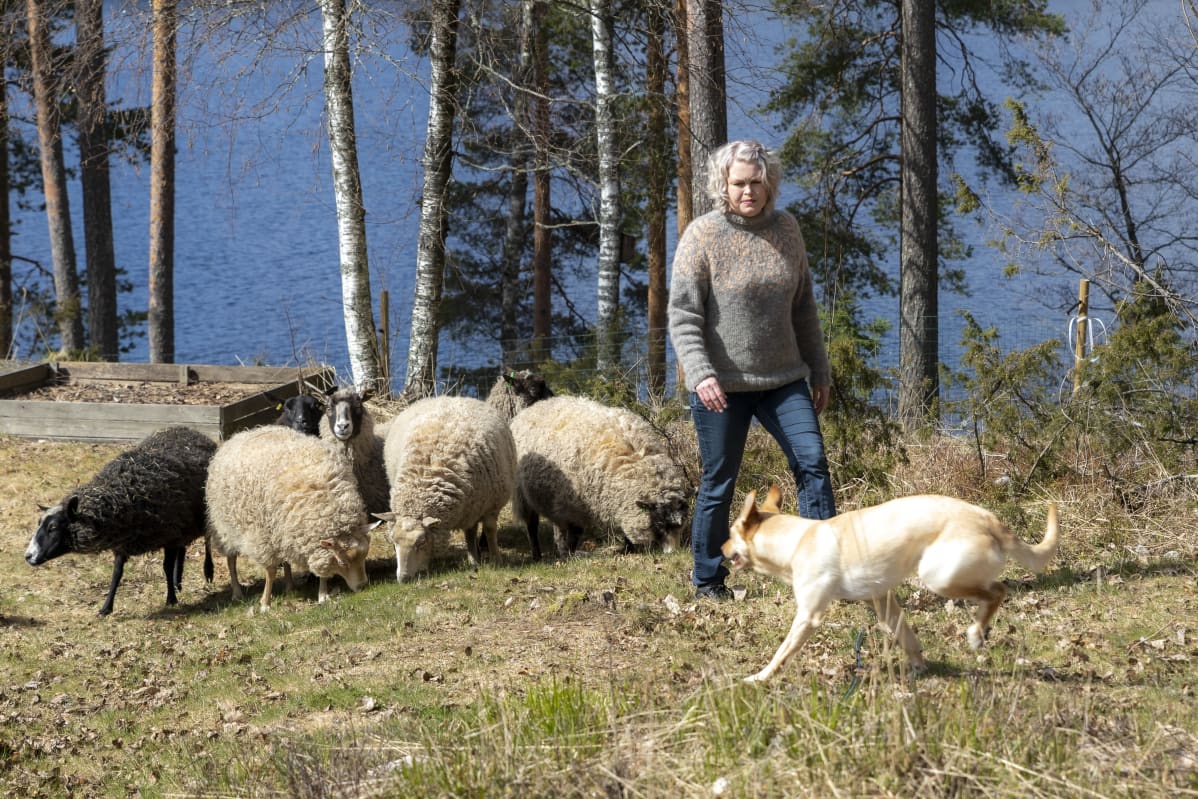 Suvi Heinola pihassaan lampaiden kanssa, lammaskoira pitää lauman kasassa