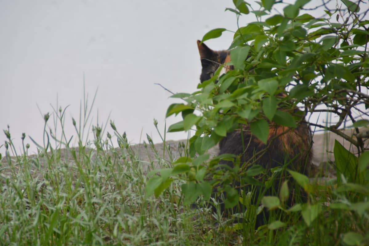Kissa maassa.