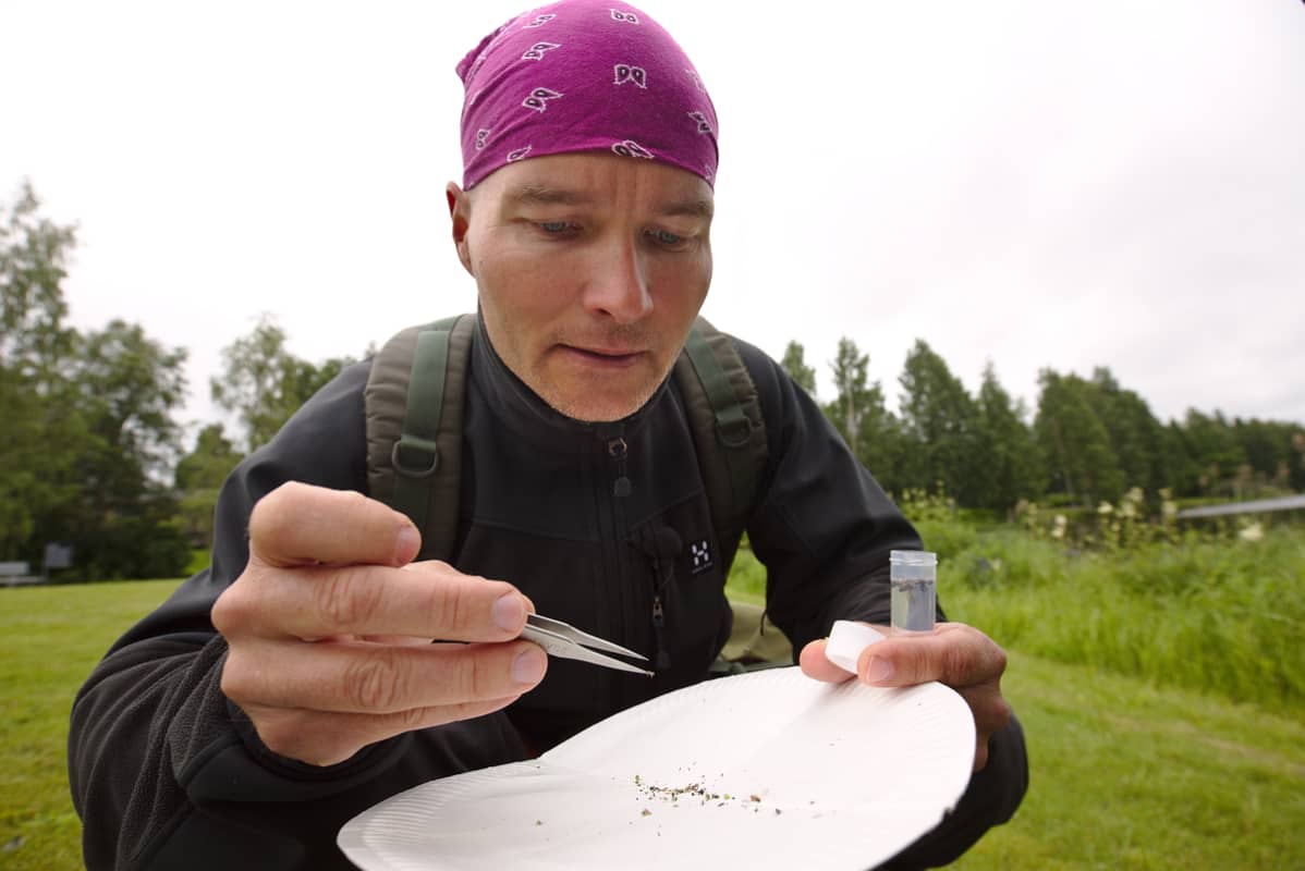 Amanuenssi Jukka Salmela Lapin Maakuntamuseosta koepyydysti hyönteisiä Rovaniemellä Kirkkolammen rannalta 20.7.2017
